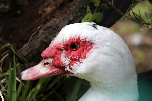 的带领下重 的带领下重