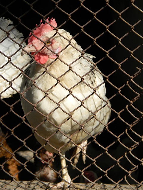 进入季后赛 进入季后赛